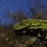 Jewelled Gecko (Central Otago) <a href="https://www.instagram.com/joelknightnz/">© Joel Knight</a>