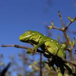 Jewelled Gecko (Central Otago) <a href="https://www.instagram.com/joelknightnz/">© Joel Knight</a>