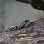 Otago skink (Western Form) <a href="https://www.instagram.com/joelknightnz/">© Joel Knight</a>