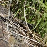 Otago skink (Western Form) <a href="https://www.instagram.com/joelknightnz/">© Joel Knight</a>