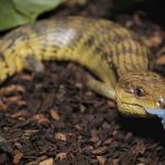 Eastern blue-tongued skink. <a href="https://www.instagram.com/joelknightnz/">© Joel Knight</a>
