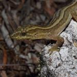 Matapia gecko (Aupouri Peninsula, Northland). <a href="https://www.instagram.com/tim.harker.95/">© Tim Harker</a>