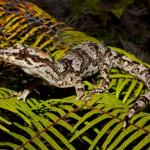 A female Te Paki Gecko moves through fernland (Te Paki, Aupouri Peninsula). <a href="https://www.instagram.com/tim.harker.nz/">© Tim Harker</a>