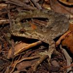 A Pacific gecko sitting amongst leaf litter (Motuora Island, Hauraki Gulf). <a href="https://www.instagram.com/tim.harker.nz/?hl=en">© Tim Harker</a>