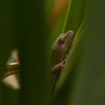 Goldstripe gecko on flax (Mana Island, Wellington). © Christopher Stephens
