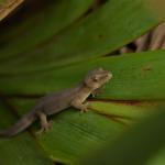 Goldstripe gecko on flax (Mana Island, Wellington). © Christopher Stephens