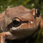 Southern Brown tree frog (Litoria ewingii) © Joel Knight