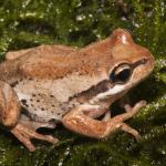 Southern Brown tree frog (Litoria ewingii). <a href="https://www.instagram.com/joelknightnz/">© Joel Knight</a>
