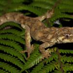 Forest gecko on ponga frond (South Auckland). <a href="https://www.instagram.com/nickharker.nz/">© Nick Harker</a>