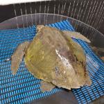 Olive Ridley Turtle at Wellington Zoo's Wildlife Hopspital The Nest Te Kōhanga