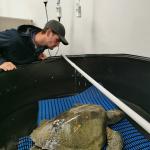 Committee Member Joel Knight assisting with Olive Ridley Turtle at Wellington Zoo's Wildlife Hopspital The Nest Te Kōhanga