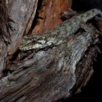 A young Forest gecko clambers along a kānuka branch (Rodney District, Auckland). <a href="https://www.instagram.com/tim.harker.95/">© Tim Harker</a>