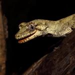 Forest gecko showing its distinctive orange mouth colouration (Rodney District, Auckland). <a href="https://www.instagram.com/tim.harker.nz/">© Tim Harker</a>