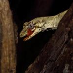 A Forest gecko uses its tongue to moisten and clean its eye (Rodney District, Auckland). <a href="https://www.instagram.com/tim.harker.nz/">© Tim Harker</a>