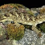 Tākitimu gecko (Spence burn). <a href="https://commons.wikimedia.org/w/index.php?curid=41885312">By Rod Morris - Department of Conservation Te Papa Atawhai</a> <a href="https://creativecommons.org/licenses/by/2.0/">CC BY 2.0</a>