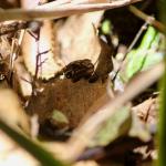 Kakerakau skink basking amongst leaf litter (Whangarei, Northland). <a href="https://www.instagram.com/tim.harker.nz/">© Tim Harker</a>