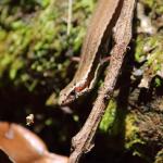 A young Kakerakau skink basking on a log (Whangarei, Northland). <a href="https://www.instagram.com/tim.harker.nz/">© Tim Harker</a>