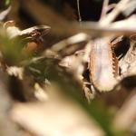 A young Kakerakau skink basks amongst leaf litter behind a much larger adult (Whangarei, Northland). <a href="https://www.instagram.com/tim.harker.nz/">© Tim Harker</a>