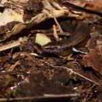 A slight skink moves through leaf litter (Te Paki, Northland). <a href="https://www.instagram.com/tim.harker.nz/">© Tim Harker</a>