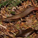 A slight skink basking in kānuka forest (Te Paki, Northland). <a href="https://www.instagram.com/tim.harker.nz/">© Tim Harker</a>