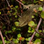 Raukawa gecko sitting amongst pohuehue (Motuora Island, Hauraki Gulf). <a href="https://www.instagram.com/tim.harker.nz/?hl=en">© Tim Harker</a>