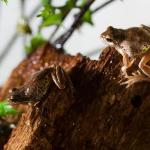 Southern Brown tree frog (Litoria ewingii) © Joel Knight