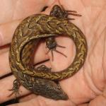 Chevron skink (Aotea / Great Barrier Island). NZ Department of Conservation. <a href="https://creativecommons.org/licenses/by/2.0/">(CC BY 2.0)</a>