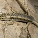 Scree skink (Kaikoura) . <a href="https://www.capturewild.co.nz/Reptiles-Amphibians/NZ-Reptiles-Amphibians/">© Euan Brook</a>