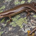 Rockhopper skink <a href="https://www.instagram.com/samuelpurdiewildlife/">© Samuel Purdie</a>