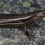 Rockhopper skink <a href="https://www.instagram.com/samuelpurdiewildlife/">© Samuel Purdie</a>