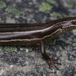 Rockhopper skink <a href="https://www.instagram.com/samuelpurdiewildlife/">© Samuel Purdie</a>