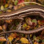 Mataura skink (Mid Dome, Southland). <a href="https://www.instagram.com/samuelpurdiewildlife/">© Samuel Purdie</a>