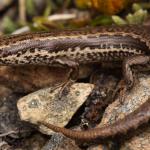 A 'pallid' form of the Te Wāhipounamu skink (Mid Dome, Southland). <a href="https://www.instagram.com/samuelpurdiewildlife/">© Samuel Purdie</a>