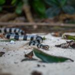 A Yellow-lipped sea krait resting on a beach (Leleuvia Island, Fiji). <a href="https://www.tomvierus.com/">© Tom Vierus</a>