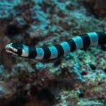 Headshot of a yellow-lipped sea krait showing the distinctive yellow lip (Lomaiviti, Fiji). <a href="https://www.tomvierus.com/">© Tom Vierus</a>