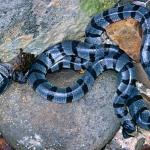 A yellow-lipped sea krait rests amongst intertidal rock pools. © Bernard Dupont