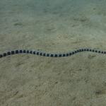 Brown-lipped sea krait (Baie des citrons, New Caledonia). © Claire Goiran