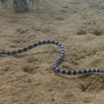 Brown-lipped sea krait (Baie des citrons, New Caledonia). © Claire Goiran