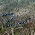 Brown-lipped sea krait (Baie des citrons, New Caledonia). © Claire Goiran