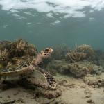 A hawksbill turtle rests on the sea floor (Fiji). <a href="https://www.tomvierus.com/">© Tom Vierus</a>