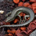 Egg-laying skink on pebble beach (Inner Hauraki Gulf). <a href="https://www.instagram.com/nickharker.nz/">© Nick Harker</a>