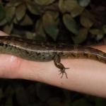 Large female robust skink on arm (Northland). <a href="https://www.instagram.com/nickharker.nz/">© Nick Harker</a> 