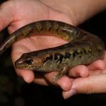 Large female robust skink in hand (Northland). <a href="https://www.instagram.com/nickharker.nz/">© Nick Harker</a> 