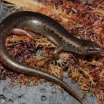 Egg-laying skink on pebble beach (Inner Hauraki Gulf). <a href="https://www.instagram.com/nickharker.nz/">© Nick Harker</a>