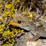 Black-eyed gecko (Kahurangi). <a href="https://www.flickr.com/photos/151723530@N05/page3">© Carey Knox</a>
