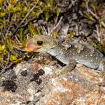 Black-eyed gecko (Kahurangi). <a href="https://www.flickr.com/photos/151723530@N05/page3">© Carey Knox</a>