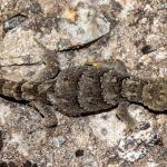 Dorsal view of a Black-eyed gecko (Kahurangi). <a href="https://www.flickr.com/photos/151723530@N05/page3">© Carey Knox</a>