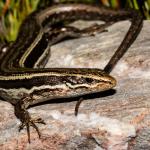 Kahurangi skink (Kahurangi). <a href="https://www.flickr.com/photos/151723530@N05/page3">© Carey Knox</a>