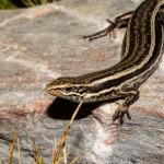 Kahurangi skink (Kahurangi). <a href="https://www.flickr.com/photos/151723530@N05/page3">© Carey Knox</a>