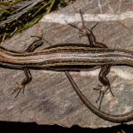 Dorsal view of a Kahurangi skink (Kahurangi). <a href="https://www.flickr.com/photos/151723530@N05/page3">© Carey Knox</a>